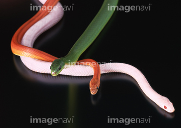 ブリザードコーンスネーク】の画像素材 爬虫類・両生類・生き物の