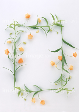 サンダーソニア の画像素材 花 植物の写真素材ならイメージナビ