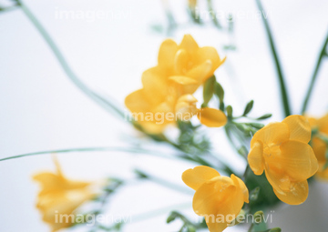 フリージア の画像素材 花 植物 イラスト Cgの写真素材ならイメージナビ