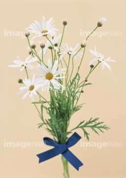 マーガレット 花束 の画像素材 誕生日 行事 祝い事の写真素材ならイメージナビ