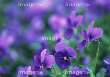 スミレ 花畑 パンジー の画像素材 花 植物の写真素材ならイメージナビ