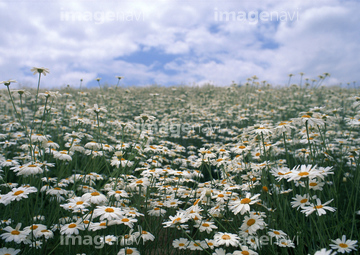 菊 花畑 ふわふわ の画像素材 花 植物の写真素材ならイメージナビ