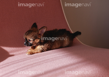 犬 チワワ かわいい ロングコートチワワ 横向き の画像素材 陸の動物 生き物の写真素材ならイメージナビ