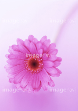 画像素材 花 植物の写真素材ならイメージナビ