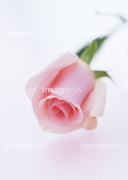 バラ ピンク イラスト シルエット モノクロ あおり 俯瞰 タイタニック バラ の画像素材 花 植物の写真素材ならイメージナビ