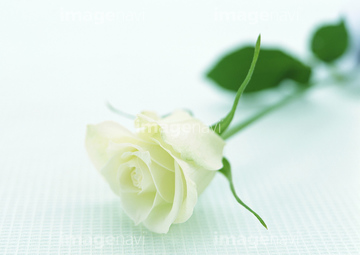 花 植物 花 バラ 1本 白バラ の画像素材 写真素材ならイメージナビ