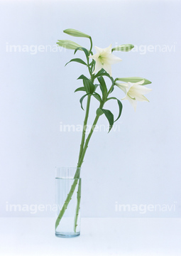 花 植物 花 つぼみ 切り花 白色 ユリ の画像素材 写真素材ならイメージナビ