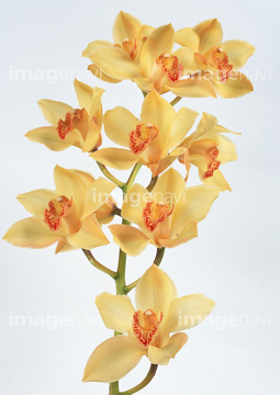 シンビジウム の画像素材 花 植物の写真素材ならイメージナビ