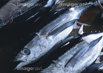 マグロ の画像素材 魚介 食べ物の写真素材ならイメージナビ