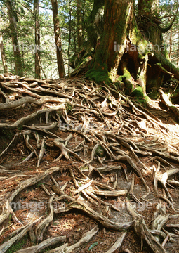 花 植物 樹木 針葉樹 秋 屋久島 根 の画像素材 写真素材ならイメージナビ