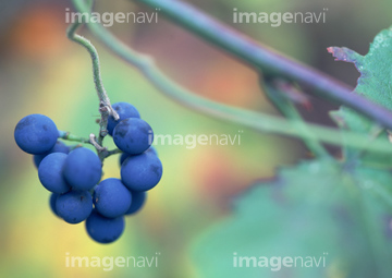 木の実 紫色 青色 の画像素材 その他植物 花 植物の写真素材ならイメージナビ