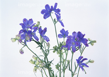 元の花 スプレー 最高の花の画像