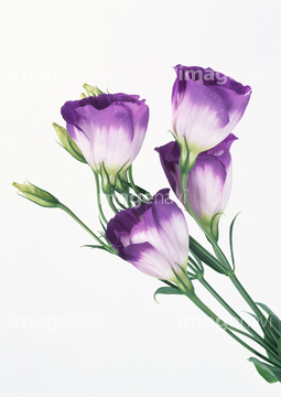 トルコギキョウ の画像素材 花 植物の写真素材ならイメージナビ