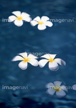 プルメリア の画像素材 花 植物の写真素材ならイメージナビ