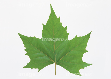 プラタナス の画像素材 樹木 花 植物の写真素材ならイメージナビ