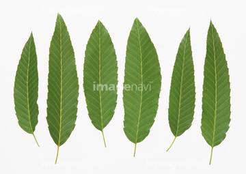 樫の木 アベマキ の画像素材 葉 花 植物の写真素材ならイメージナビ