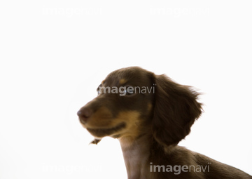 犬 横向き ダックスフント の画像素材 陸の動物 生き物の写真素材ならイメージナビ
