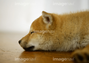 柴犬 横顔 の画像素材 正月 行事 祝い事の写真素材ならイメージナビ