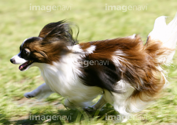 パピヨン イヌ の画像素材 陸の動物 生き物の写真素材ならイメージナビ