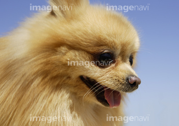 ポメラニアン 茶色 かわいい の画像素材 ペット 生き物の写真素材ならイメージナビ