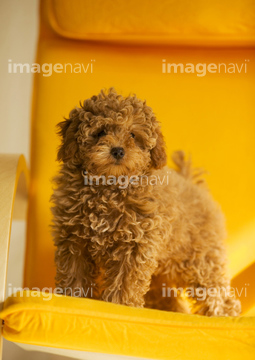犬 横向き 茶色 プードル の画像素材 ペット 生き物の写真素材ならイメージナビ