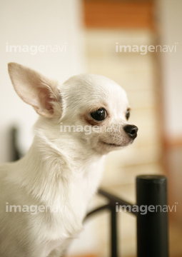 犬 チワワ 横向き の画像素材 陸の動物 生き物の写真素材ならイメージナビ