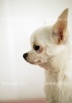 犬 チワワ 横向き の画像素材 陸の動物 生き物の写真素材ならイメージナビ