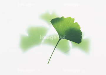 イチョウ 葉 葉脈 の画像素材 葉 花 植物の写真素材ならイメージナビ