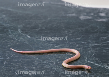 生き物 爬虫類 両生類 ヘビ ペット ピンク色 の画像素材 写真素材ならイメージナビ