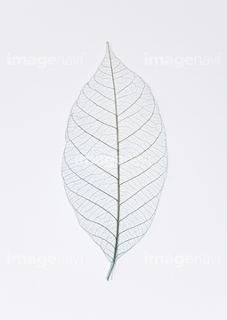 スケルトンリーフ の画像素材 葉 花 植物の写真素材ならイメージナビ
