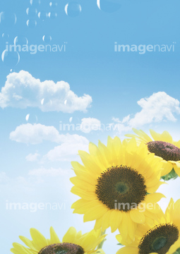 ヒマワリ の画像素材 花 植物 イラスト Cgの写真素材ならイメージナビ
