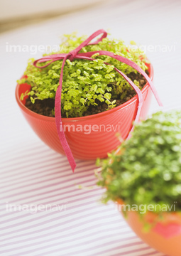 コケイラクサ の画像素材 その他植物 花 植物の写真素材ならイメージナビ