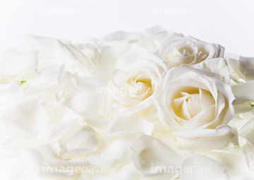 白バラ の画像素材 花 植物の写真素材ならイメージナビ