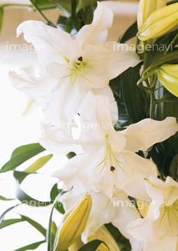 カサブランカ ユリ の画像素材 花 植物の写真素材ならイメージナビ