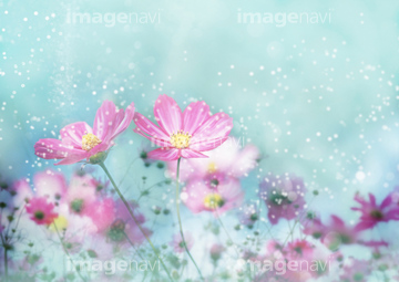 花 背景 綺麗 コスモス イラスト の画像素材 ライフスタイル イラスト Cgのイラスト素材ならイメージナビ