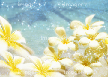 プルメリア 海 さわやか の画像素材 年賀 グリーティングの写真素材ならイメージナビ