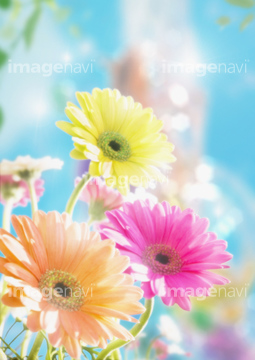 ガーベラ かわいい の画像素材 花 植物の写真素材ならイメージナビ