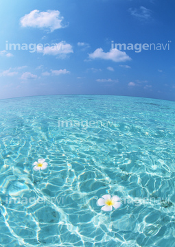 プルメリア 水面 さわやか の画像素材 海 自然 風景の写真素材ならイメージナビ