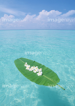 プルメリア 海 さわやか の画像素材 年賀 グリーティングの写真素材ならイメージナビ