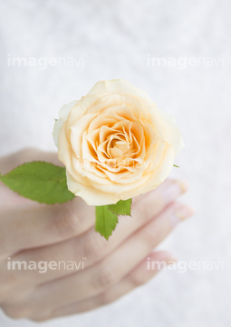 薔薇 手 片手 の画像素材 花 植物の写真素材ならイメージナビ