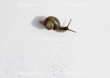 かたつむり 食べ物 全身 の画像素材 虫 昆虫 生き物の写真素材ならイメージナビ