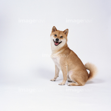柴犬 全身 茶色 の画像素材 陸の動物 生き物の写真素材ならイメージナビ