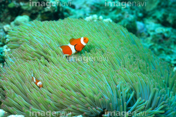 生き物 海の動物 イソギンチャク の画像素材 写真素材ならイメージナビ