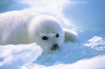 アザラシ 赤ちゃん の画像素材 海の動物 生き物の写真素材ならイメージナビ