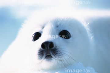 アザラシ 赤ちゃん 顔 の画像素材 海の動物 生き物の写真素材ならイメージナビ