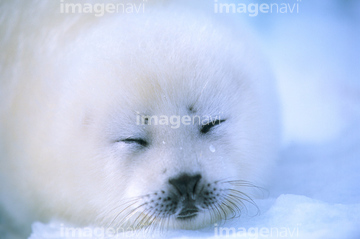 アザラシ 赤ちゃん 顔 の画像素材 海の動物 生き物の写真素材ならイメージナビ
