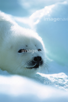 アザラシ 赤ちゃん タテゴトアザラシ の画像素材 海の動物 生き物の写真素材ならイメージナビ