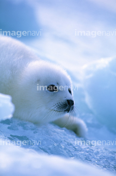 アザラシ 赤ちゃん かわいい の画像素材 海の動物 生き物の写真素材ならイメージナビ