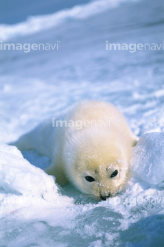 アザラシ 赤ちゃん かわいい の画像素材 海の動物 生き物の写真素材ならイメージナビ