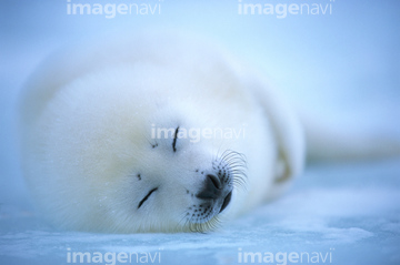 アザラシ 赤ちゃん の画像素材 海の動物 生き物の写真素材ならイメージナビ